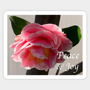 Peace And Joy Pink And White Camellia Bloom Sticker